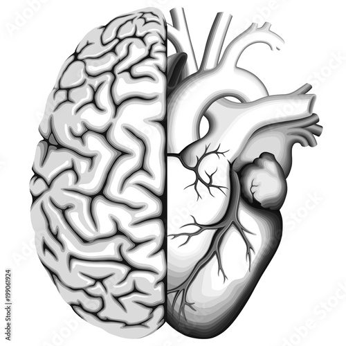 "Half of the brain and half of the heart" Stock image and royaltyfree
