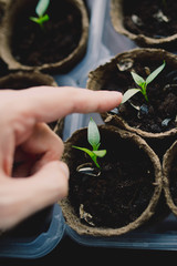 seedlings in peat pots.Baby plants seeding, black hole trays for agricultural seedlings.The spring...