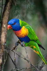 Brightly coloured rainbow lorikeet perched in a tree - bright coloured parrot