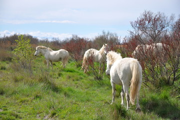 Obraz premium taureau et cheval de Camargue