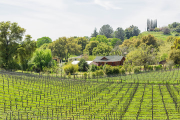 Grape vine on a vineyard in the middle of spring where the crop is starting to sprout