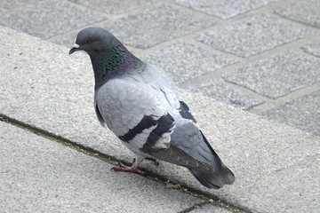 pigeon de ville