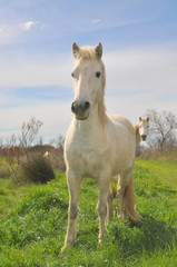 taureau et cheval de Camargue