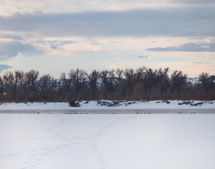 A snowy riverbank with footprints leading to the water's edge in the foreground. A bare deciduous forest is in the foreground and cloudy skies at sunrise above.
