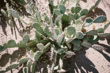 Fototapeta premium prickly pear cactus