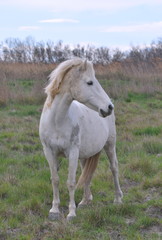 taureau et cheval de Camargue