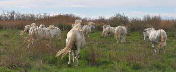 taureau et cheval de Camargue