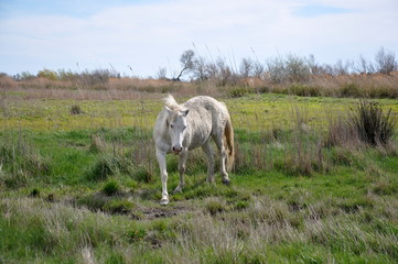 taureau et cheval de Camargue