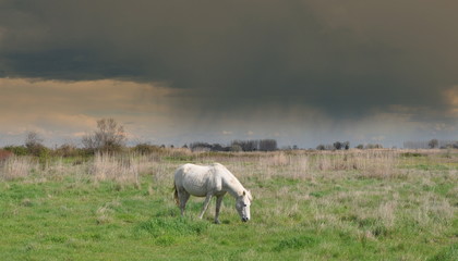 taureau et cheval de Camargue