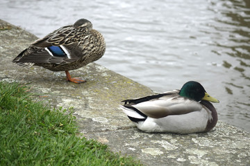canards au bord de l'eau