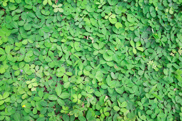 Natural green ivy background
