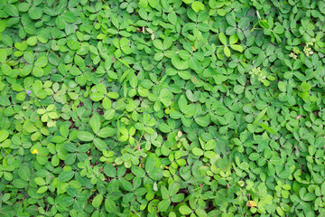 Natural green ivy background
