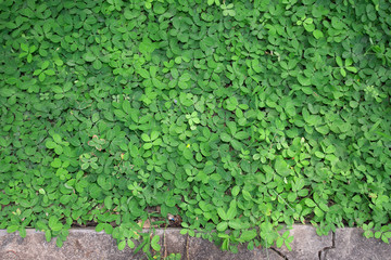 Natural green ivy background
