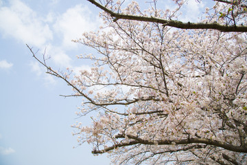 桜と青空