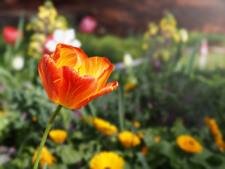 red and yellow tulips in the flower garden in spring