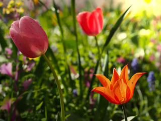 Obraz premium red and yellow tulips in the flower garden in spring