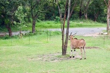 African Wildlife: Endangered wild gazelle with a horn on the head in its green outdoor conservation environment