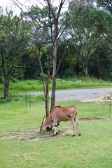African Wildlife: Endangered wild gazelle with a horn on the head in its green outdoor conservation environment