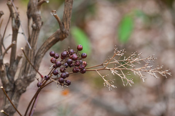 Winter berries against leafless branches indicates spring is on its way. A bokeh background was captured.