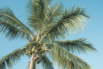 Fototapeta na wymiar Tropical coconut trees are large and beautiful