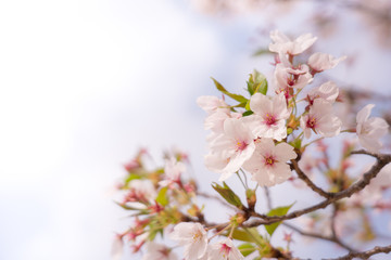 葉桜