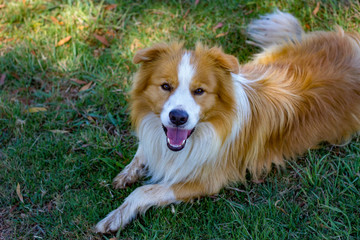 Gl&uuml;cklicher Hund