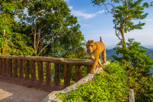 The monkey walks along the edge of the balcony. Red monkey. Animals of Thailand. the island of Phuket.