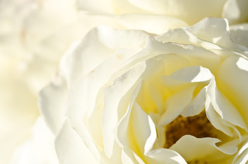 Naklejka na ściany i meble Nature Abstract: Lost in the Gentle Folds of the Delicate White Rose