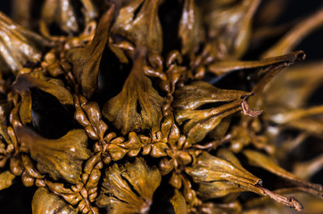 Nature Abstract: Close Look at the Seed Pod of a Sweetgum Tree