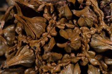 Nature Abstract: Close Look at the Seed Pod of a Sweetgum Tree