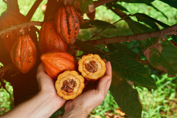 Harvesting cacao fruits