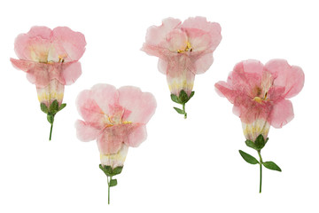 Pressed and dried flowers campanula, isolated on white