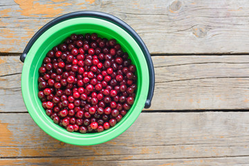 fresh harvest of ripe burgundy red cherry in a green plastic bucket