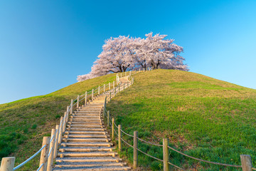 【埼玉】さきたま古墳の桜