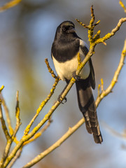 Eurasian magpie on branch
