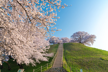 【埼玉】さきたま古墳の桜