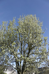 branches au printemps