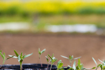 エコ・農業イメージ(トマトの苗)