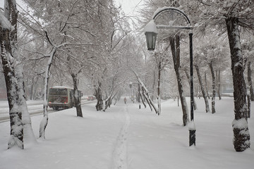 City landscape. Morning. The streets and trees are covered with fresh snow. Abakan. The Republic of...