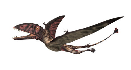 Dimorphodon Prehistoric Flying Reptile © AlienCat