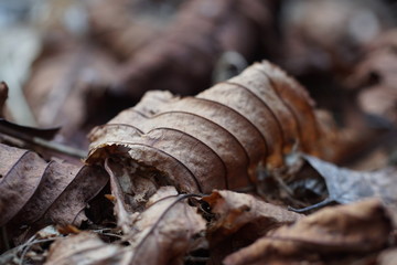 Gewölbtes welkes Blatt
