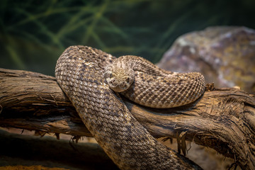 Western Diamondback Rattlesnake
