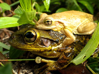 Cuban Tree Frog Piggyback