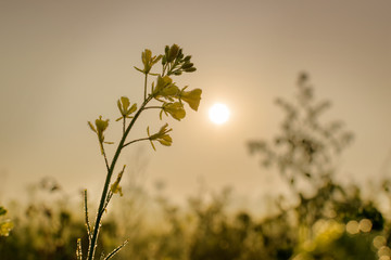 Winter morning scene