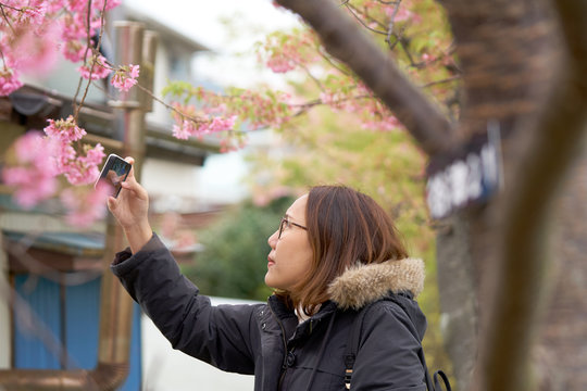 Asian women, white skin aged 25-30 years holding a smart phone, photographed cherry blossoms (sakura flower) beside the river. Feels fresh and beautiful. Spread the cold air. In Japan