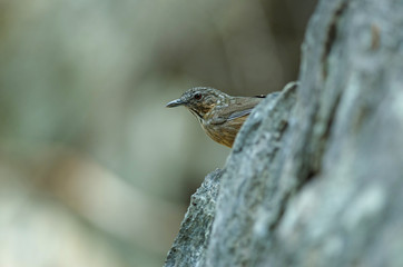 Limestone wren-babbler, Rufous Limestone-babbler