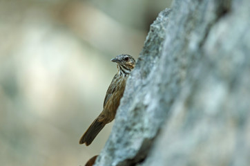 Limestone wren-babbler, Rufous Limestone-babbler