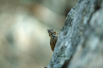 Limestone wren-babbler, Rufous Limestone-babbler