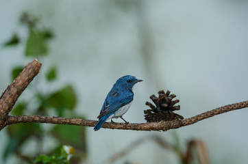 Ultramarine Flycatcher perched on branch