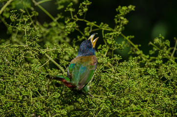 Great Barbet (Megalaima virens) bird